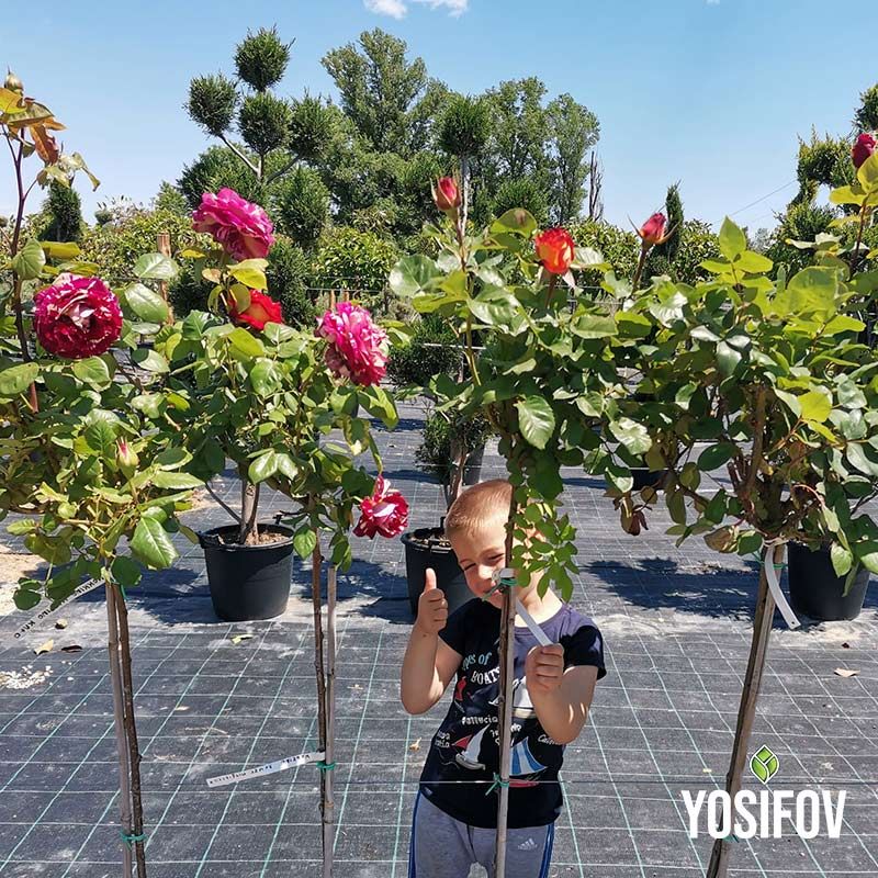 Червена щамбова роза от разсадник Йосифов в саксия