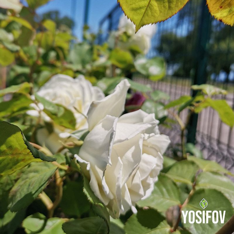 Бяла щамбова роза