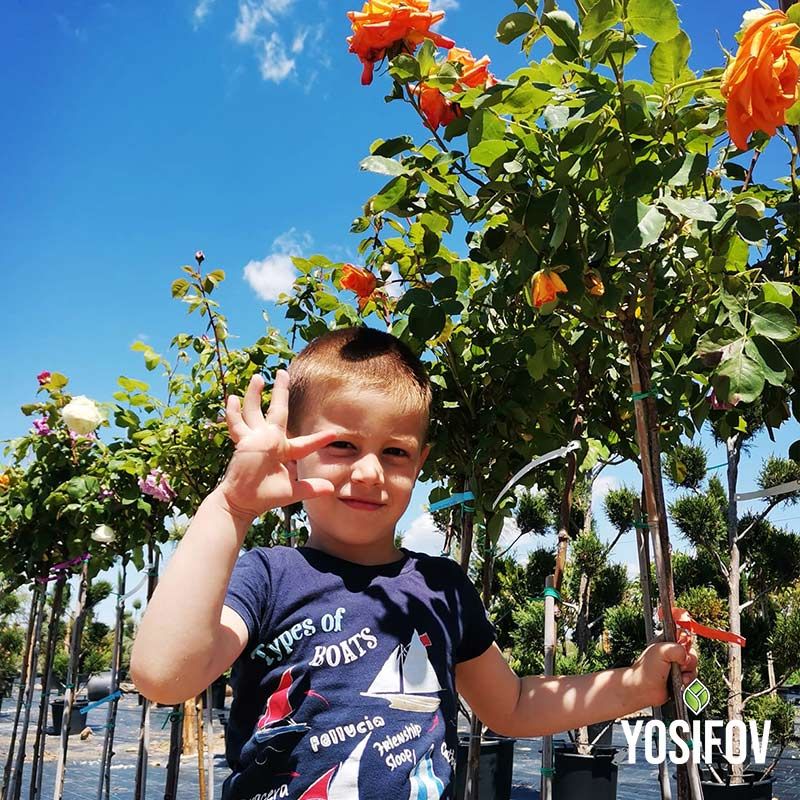 Оранжева щамбова роза от разсадник Йосифов