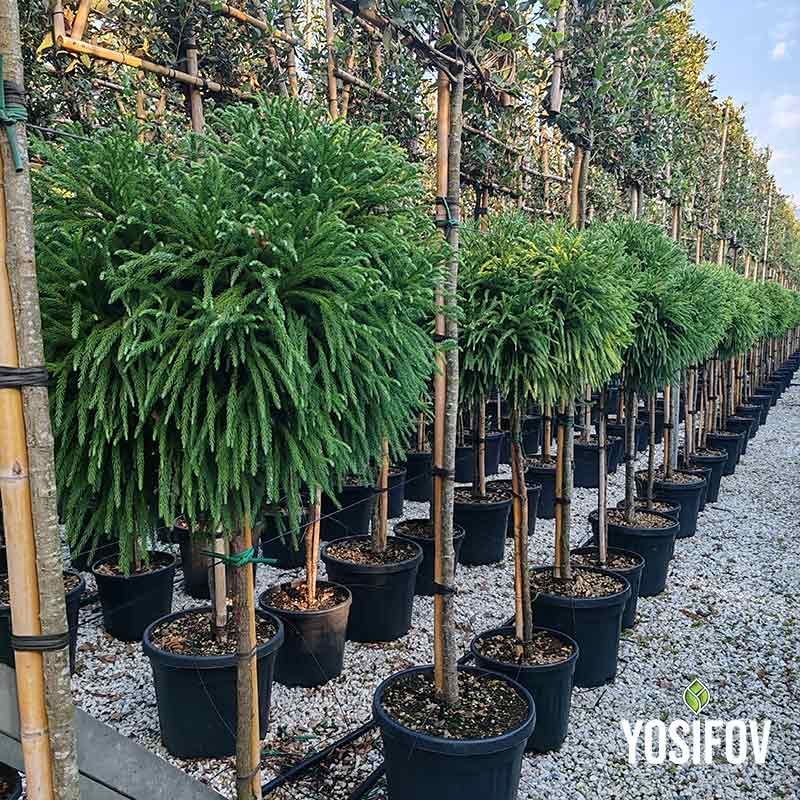 Японска криптомерия щамба от разсадник йосифов