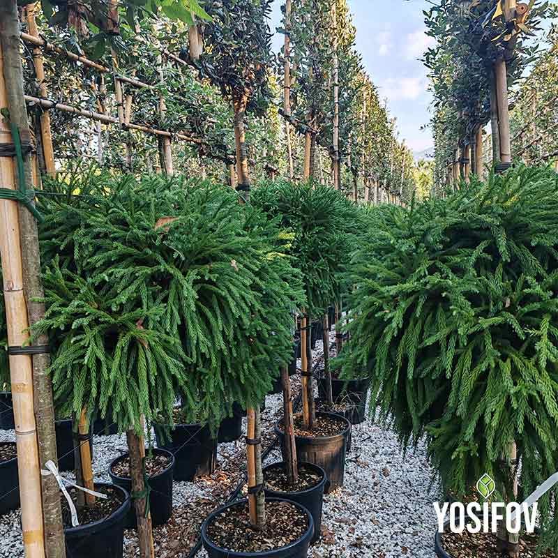 Щамбова японска криптомерия