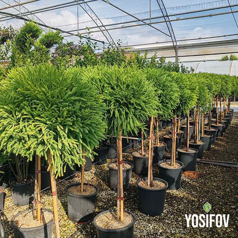 Японски криптомерии в ред