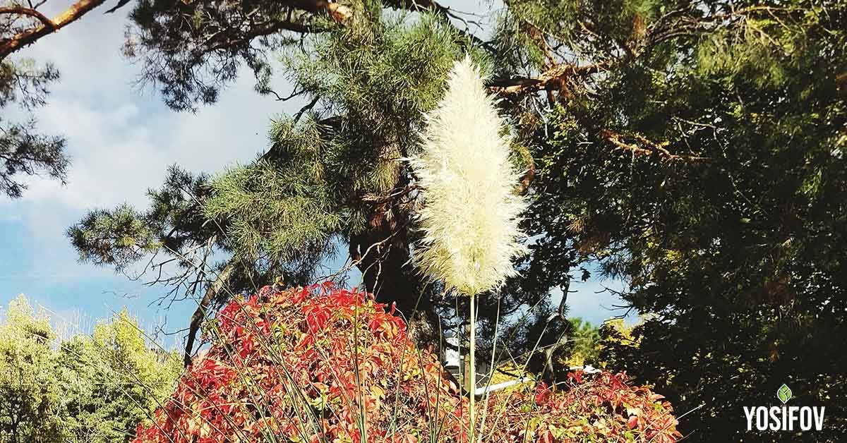 Декоративни треви за акцент на двора