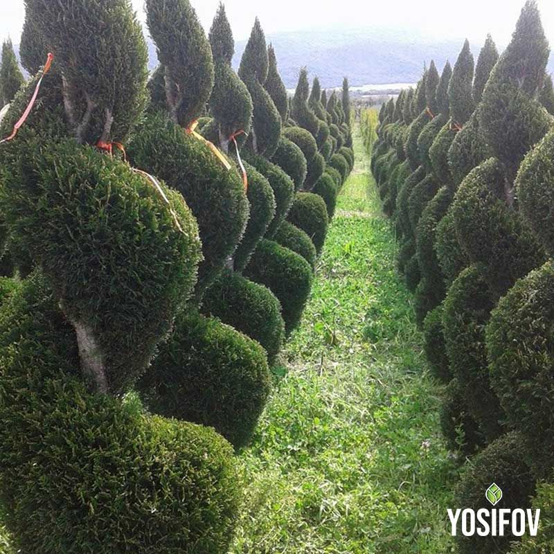 Редица от елегантни топиарни спирали, създаващи впечатляваща градинска алея с декоративна растителност