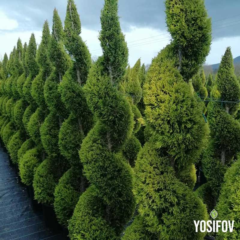 Колекция от спираловидни топиари с различна височина, демонстриращи изкуството на градинското оформление