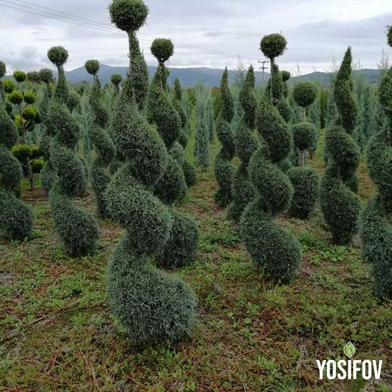 Топиарни кипариси със сиво-син цвят, майсторски оформени в спирална форма за ландшафтен дизайн