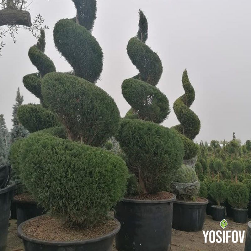 Декоративни спираловидни топиари в контейнери, показващи прецизна техника на оформяне