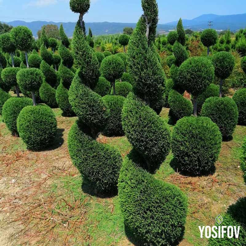 Градински дизайн с комбинация от кълбовидни и спираловидни топиарни форми в естествена среда