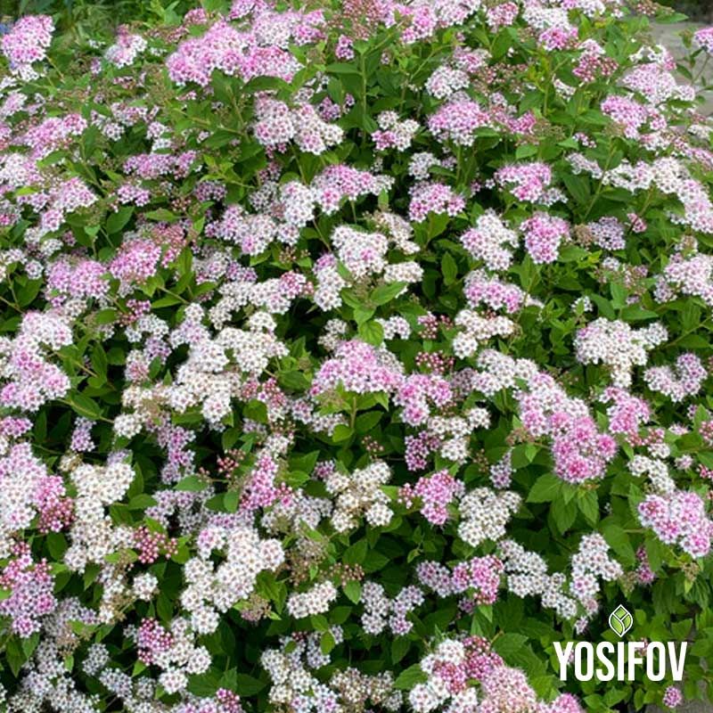 Спирея Японика от разсадник Йосифов