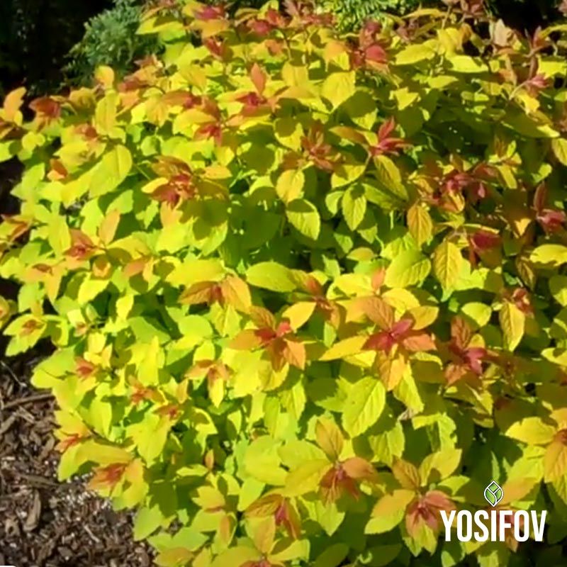 Златна Спирея "Spirea Golden Princess" от разсадник Йосифов