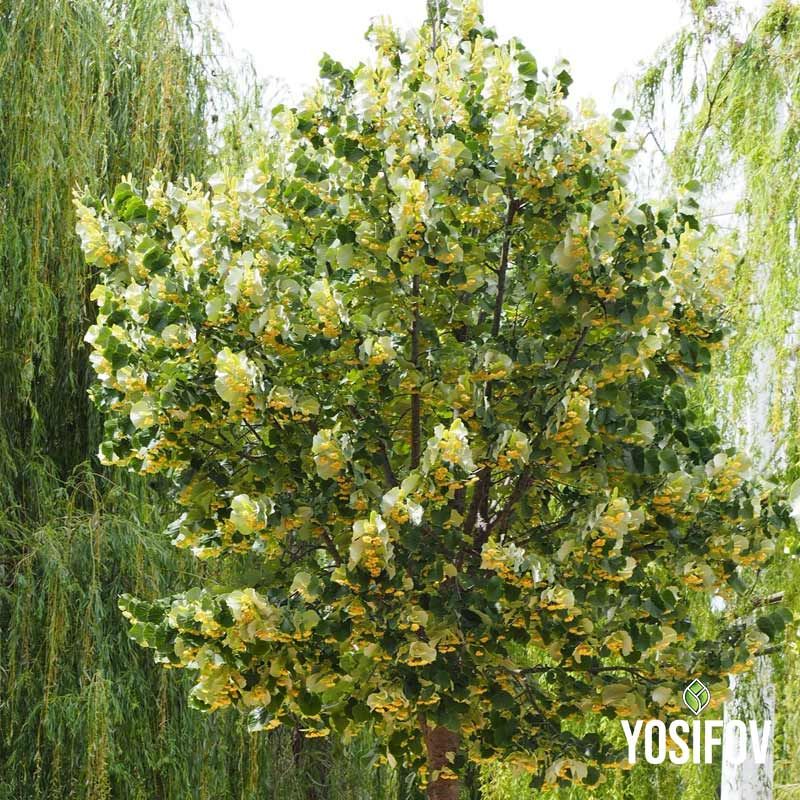 Декоративна сребролистна липа от разсадник Йосифов в различни размери