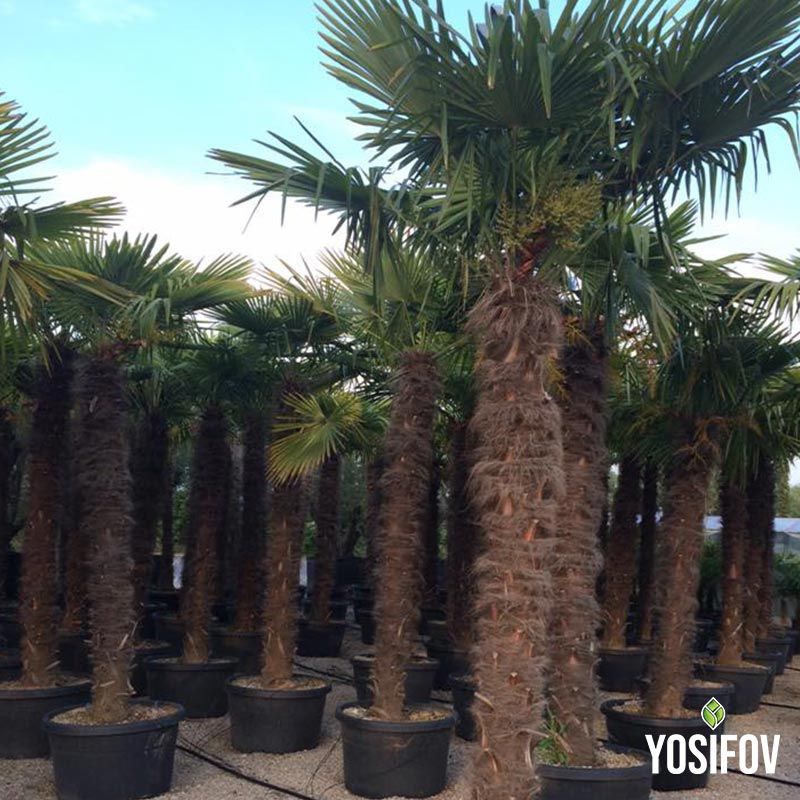 Китайска Конопена Палма в Саксии от разсадник Йосифов