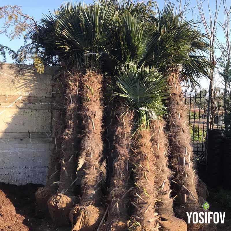 Студоустойчива Китайска Конопена Палма - Трахикарпус от разсадник Йосифов