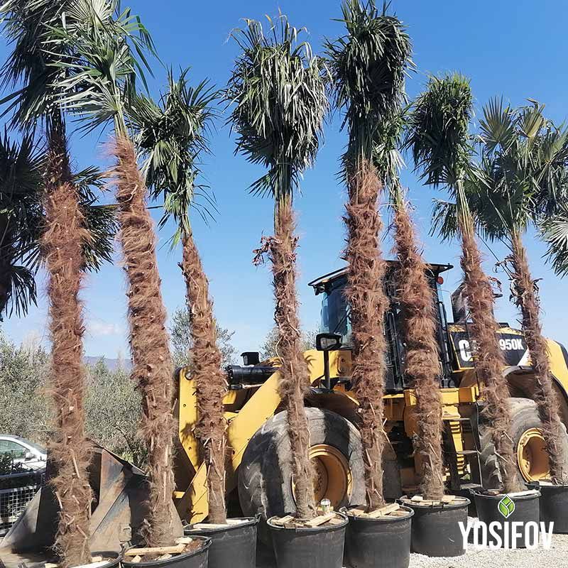 Трахикарпус: Китайска Студоустойчива Конопена Палма от Разсадник Йосифов