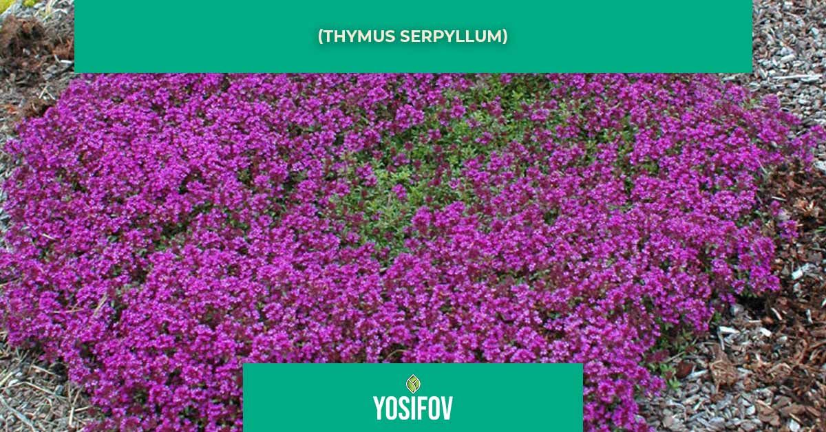 (Thymus serpyllum)