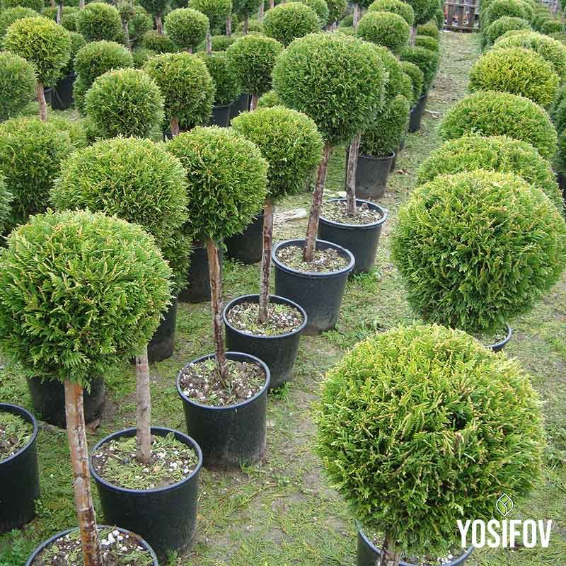 Колекция топиарни кипариси с единична сфера, професионално оформени в кълбовидна форма на прав ствол