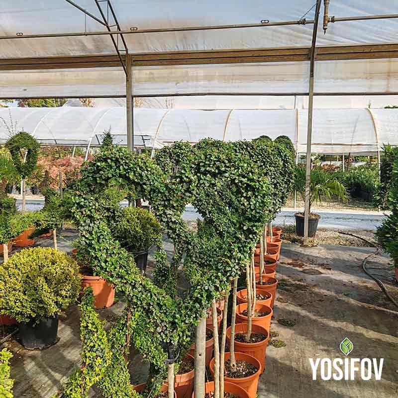 Топиар Сърце