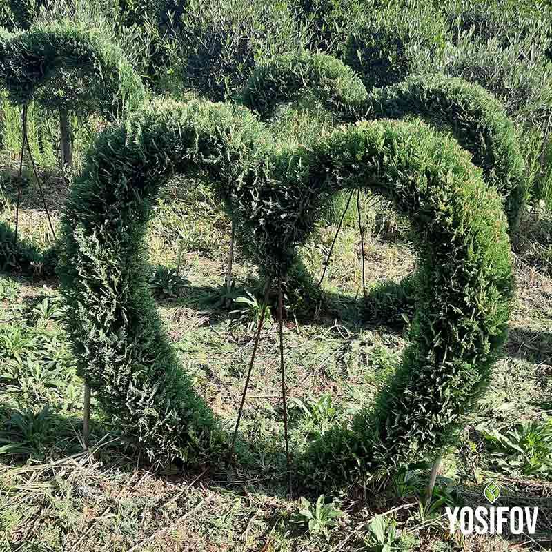 Топиарно растение във формата на сърце от разсадник Йосифов