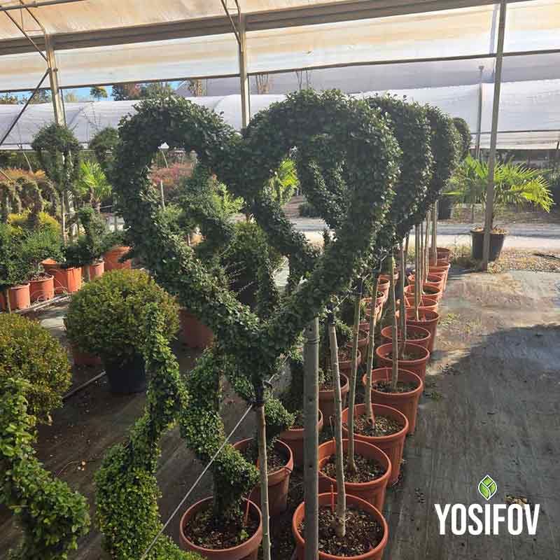 Топиарни растения във формата на сърце