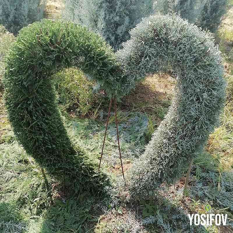 Топиар оформен във формата на сърце от разсадник Йосифов