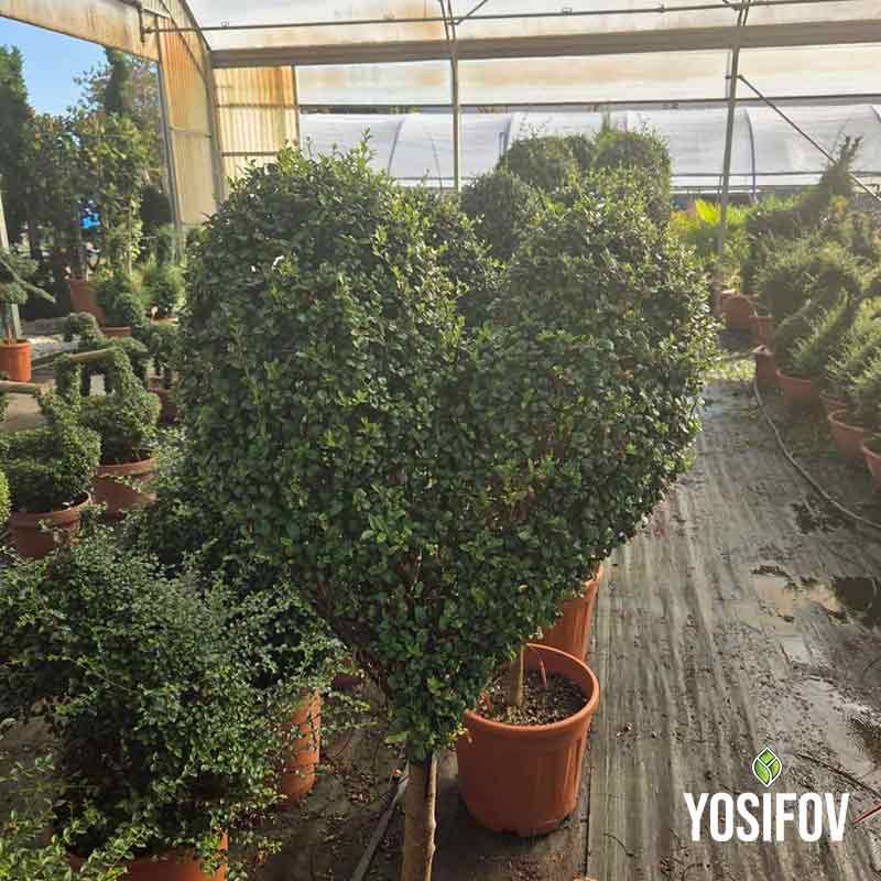 Топиарно сърце