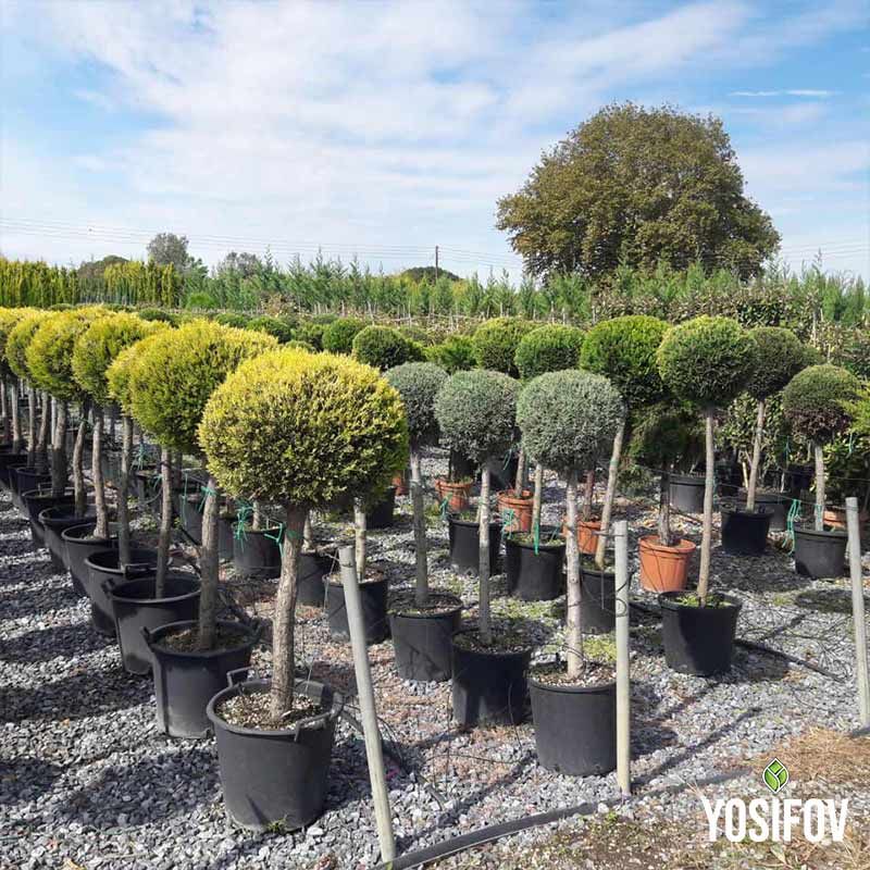 Топиарни форми един етаж топка с жълто-зелени корони, създаващи елегантен градински дизайн