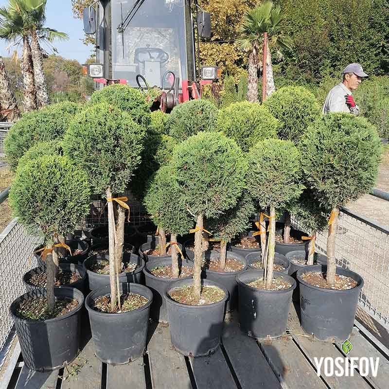 Декоративни топиари с кълбовидна форма на върха, представени в градински център