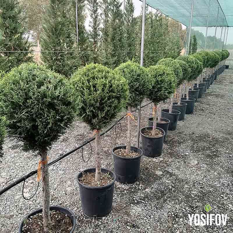 Топиарни кипариси с единична сфера в сиво-син цвят, подредени в разсадника за продажба