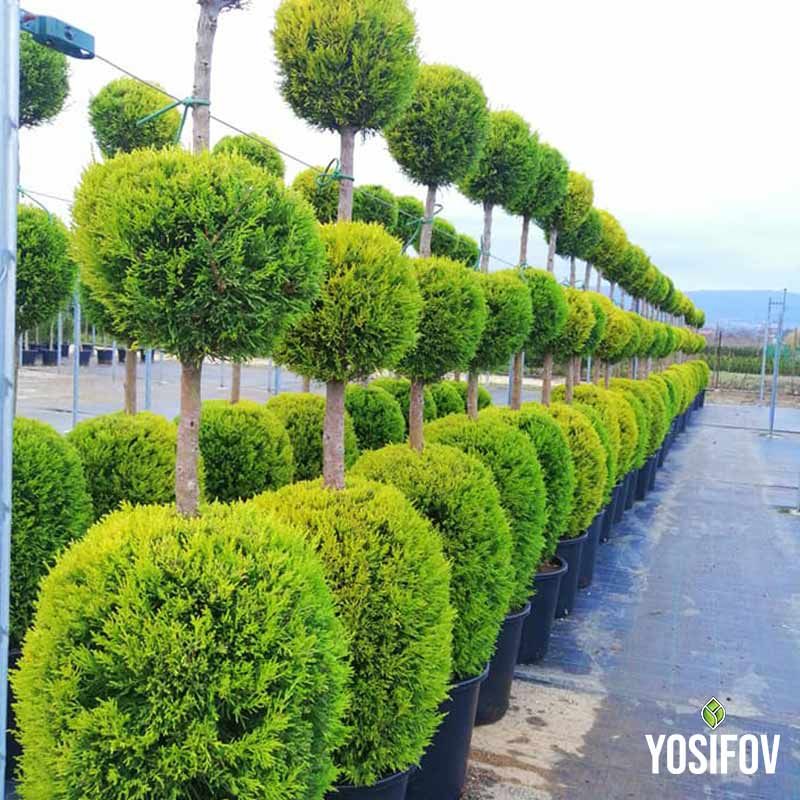 Кипариси в многоетажна топиарна форма с прецизно оформени сферични нива, създаващи величествена градинска алея