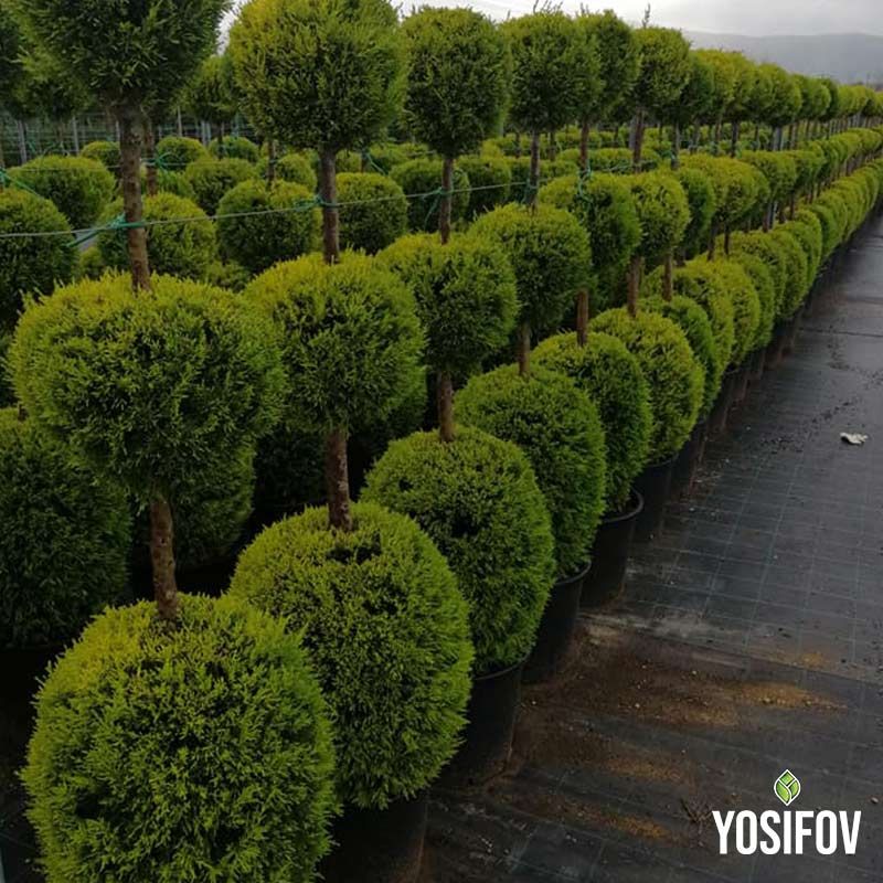 Елегантни кипариси с множество топиарни нива, подредени в изящна градинска композиция за професионален ландшафтен дизайн