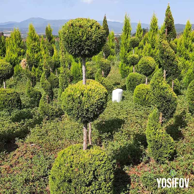 Впечатляващи многоетажни кипариси в топиарен стил с перфектно оформени сферични корони на различни нива