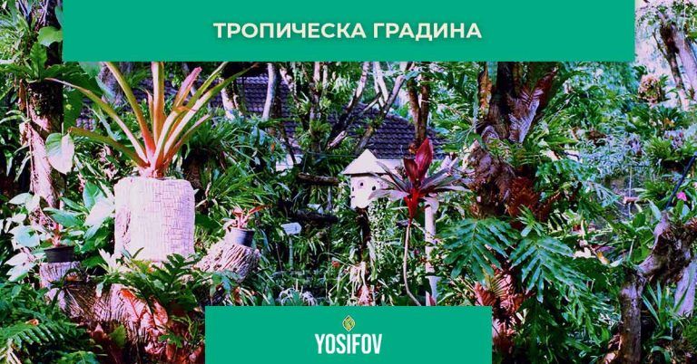 Тропическа градина стил в озеленяването