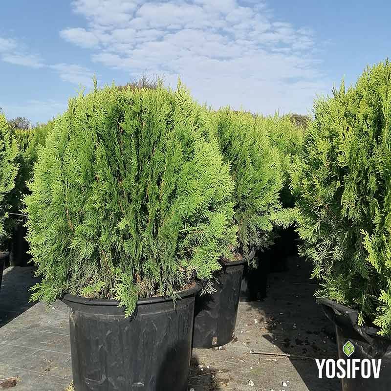 Туя Ауреа Нана в саксия от разсадник Йосифов