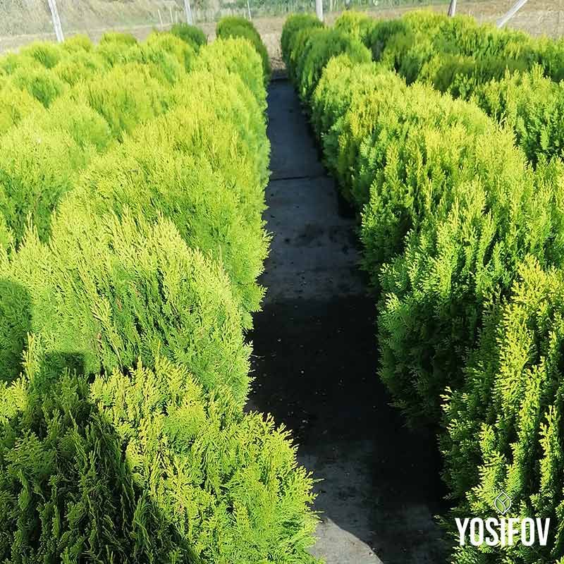 Thuja Aurea Nana от разсадник на ниски цени