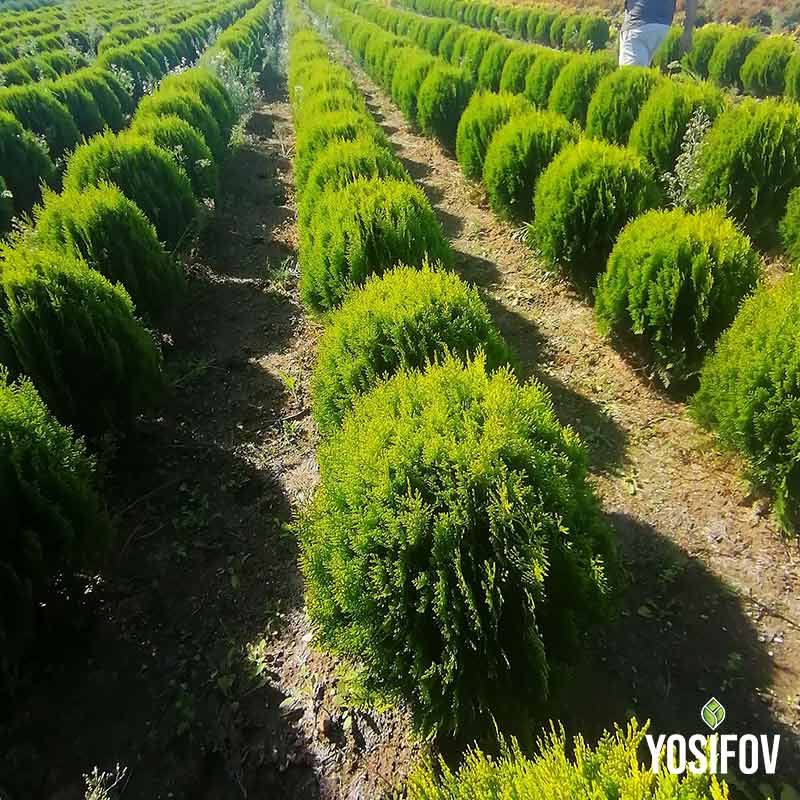 Туя Ауре Нана: Качествен посадъчен материал