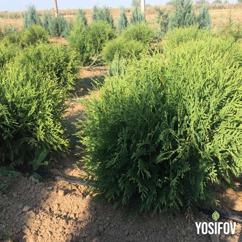 Туя Даника (Thuja Occidentalis Danica) от разсадник Йосифов