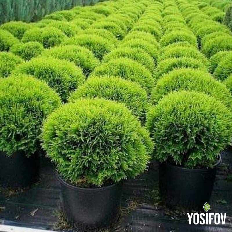 Туя Даника в саксия от разсадник Йосифов