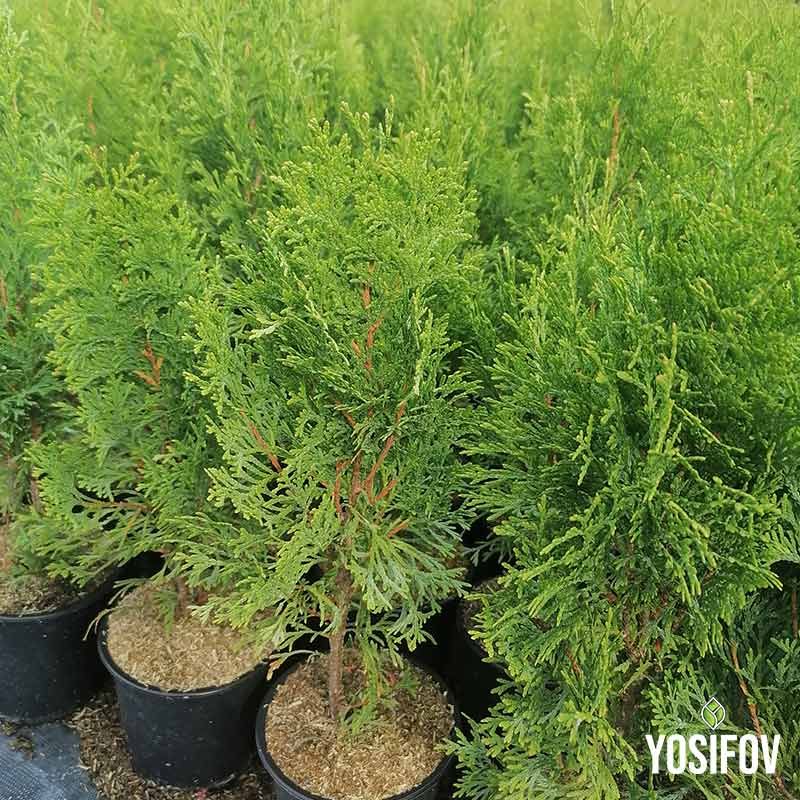 Малък размер Туя Смарагд на най-добри цени