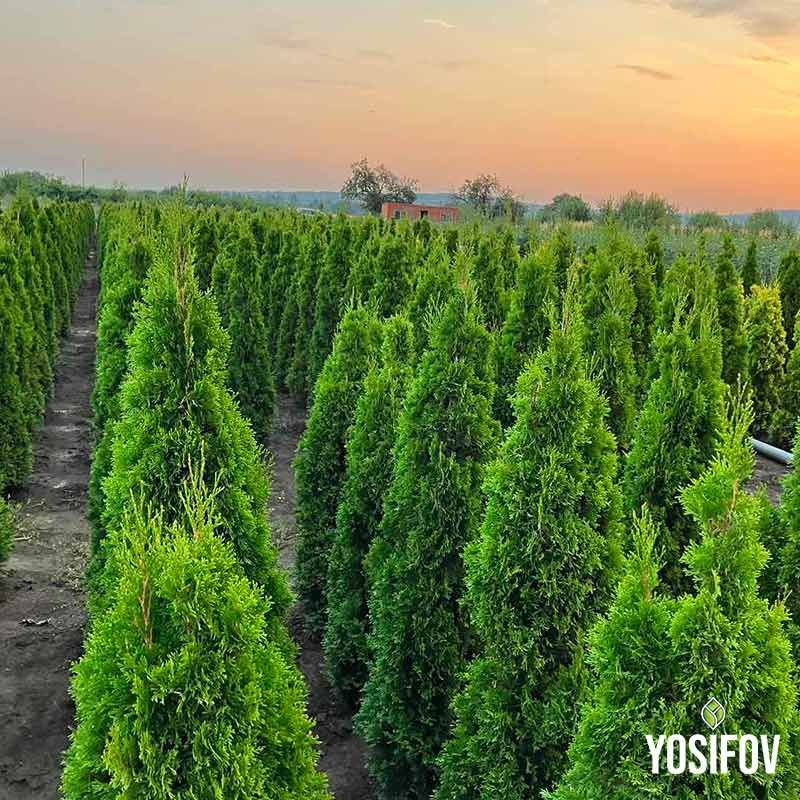 Туя Смарагд от Разсадник Йосифов