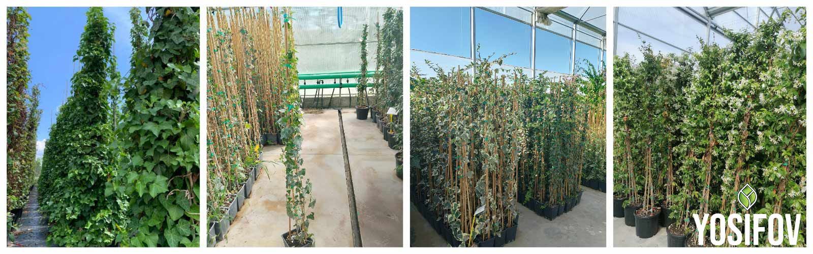 Увивни и Пълзящи Растения