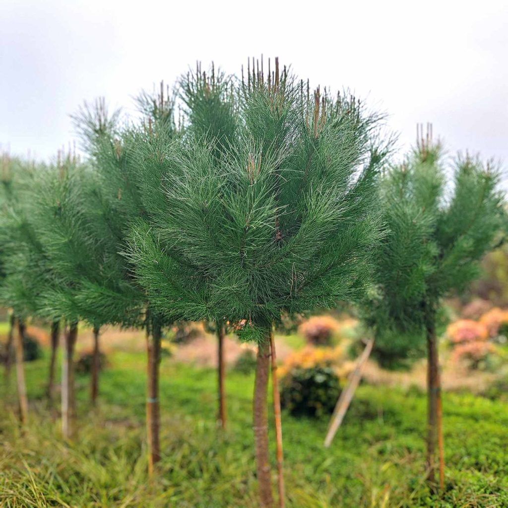 Пиния от разсадник Йосифов