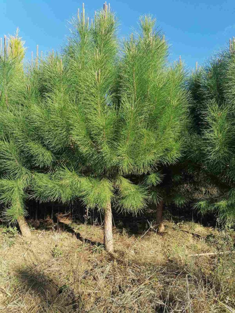 Пиния в саксия от разсадник Йосифов