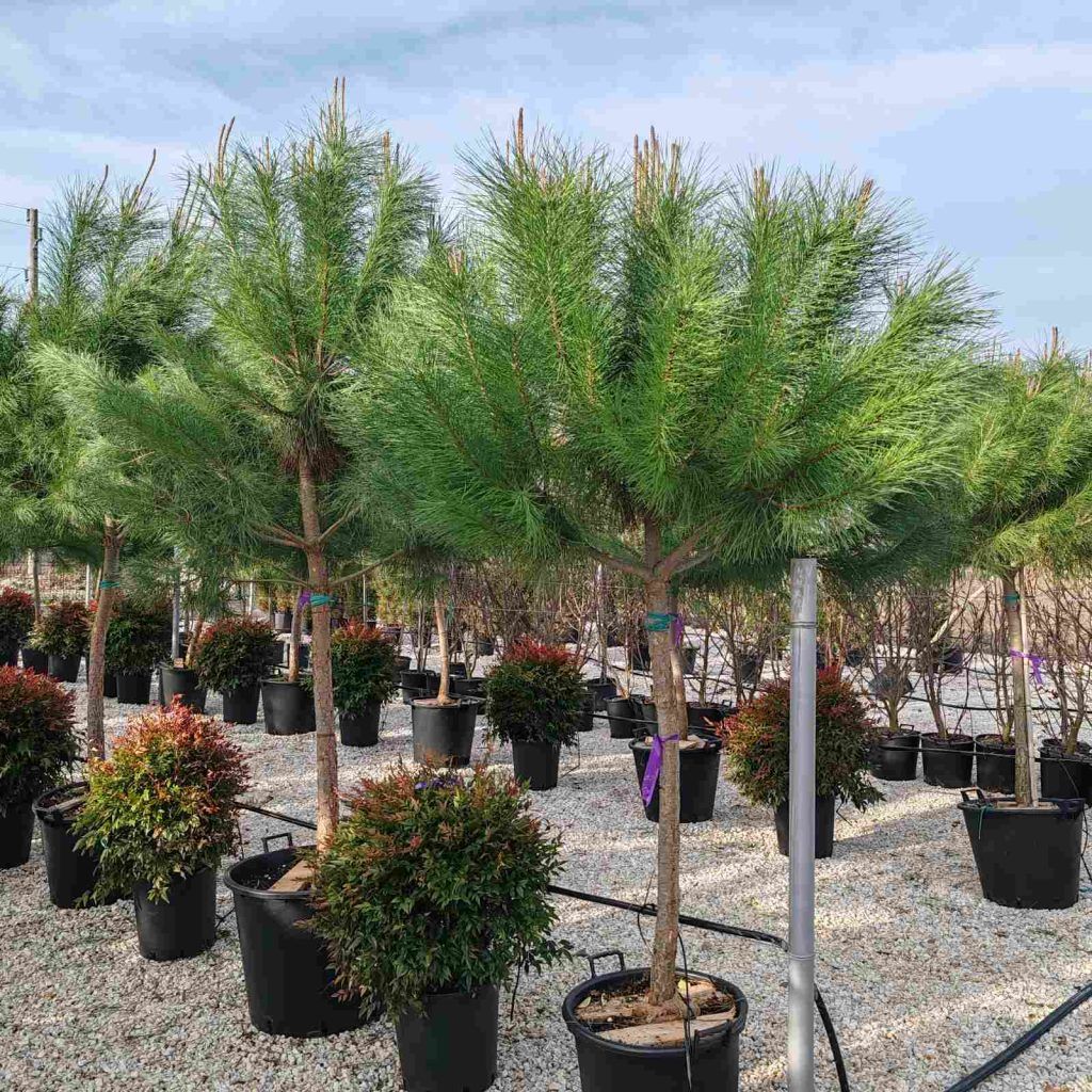 Пинус пинея от разсадник Йосифов