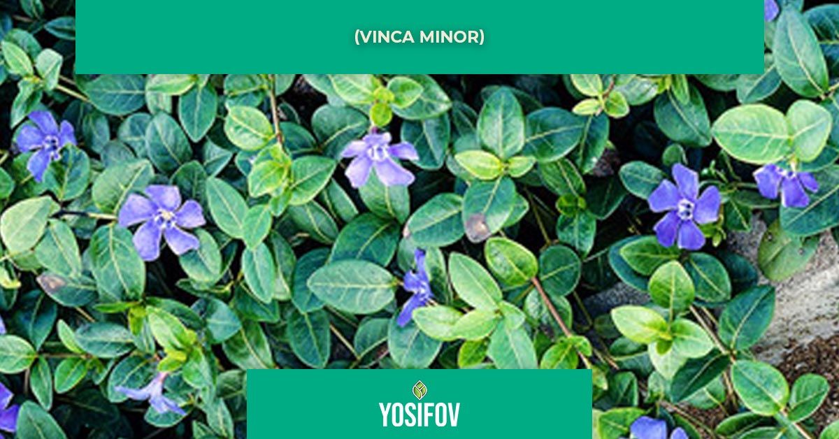 Винка минор (Vinca minor)