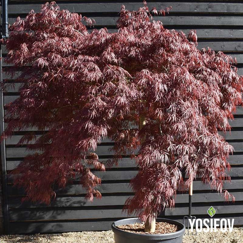 Японски клен 'Гарнет' в сакския от разсадник Йосифов