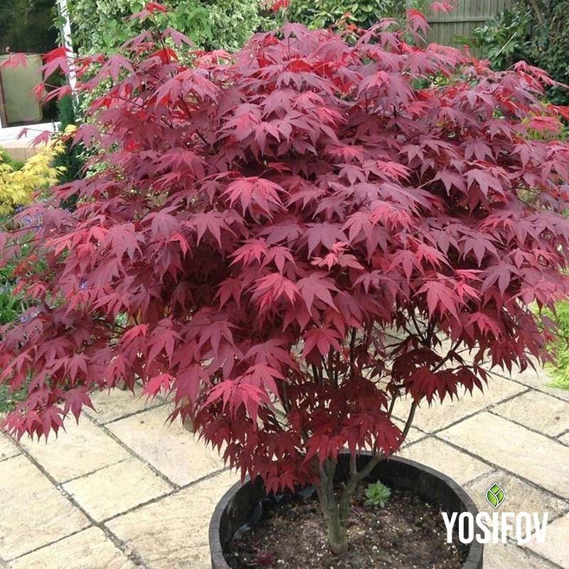 Японски клен в саксия от разсадник Йосифов