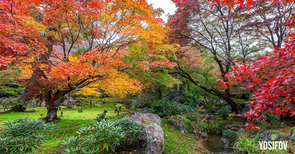 Японски клен (Acer palmatum)