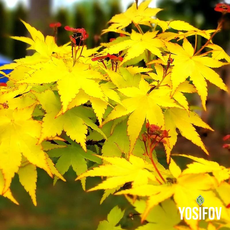 Клен: Японски "Summer gold" в саксия