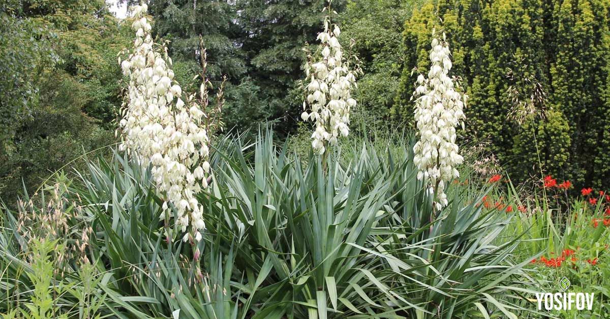 Юка: солитерно растения за двор