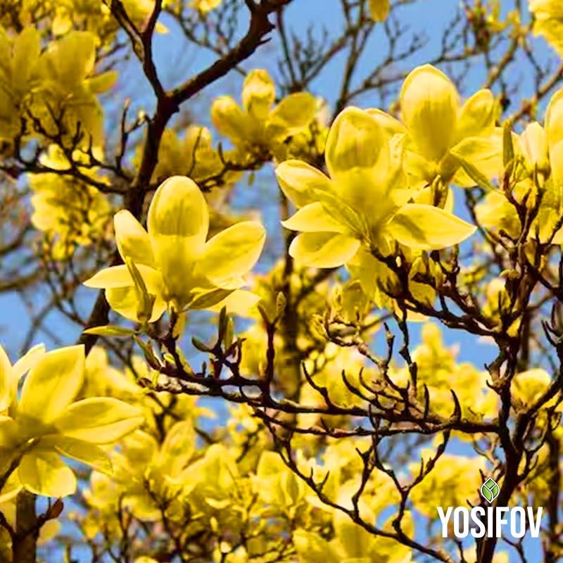 Жълта магнолиня "Butterflies" от разсадник Йосифов